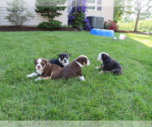 Medium Olde English Bulldogge