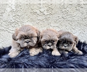 Medium Shih Tzu