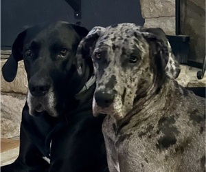 Great Dane Litter for sale in CLAYTON, IN, USA