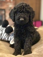 Labradoodle Litter for sale in MEDFORD, OR, USA