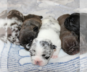 French Bulldog Litter for sale in GREELEY, CO, USA