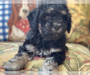 Poodle (Miniature)-ShihPoo Mix Litter for sale in GRENADA, MS, USA
