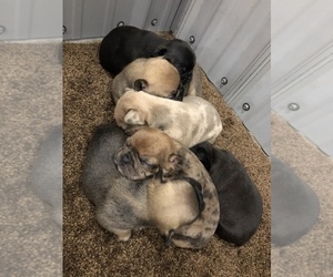 French Bulldog Litter for sale in NUNNELLY, TN, USA