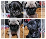 Small Photo #1 Pug Puppy For Sale in RUSKIN, FL, USA