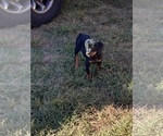 Small Photo #1 Rottweiler Puppy For Sale in ATL, GA, USA