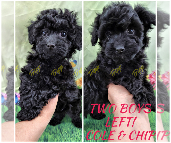 Medium Photo #1 Poovanese Puppy For Sale in TECUMSEH, MI, USA