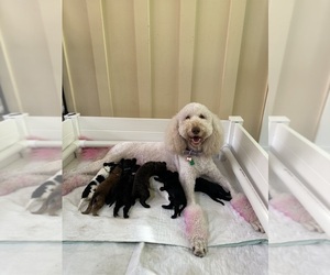 Poodle (Standard) Litter for sale in FREEPORT, IL, USA