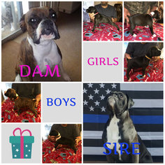 Boxer Litter for sale in BISMARCK, AR, USA