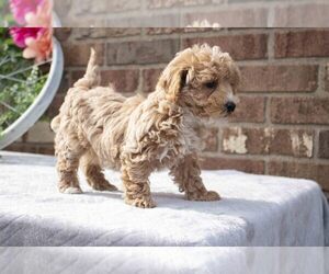 Poodle (Miniature) Litter for sale in FRESNO, OH, USA