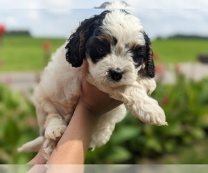 Cavapoo Litter for sale in WOOSTER, OH, USA