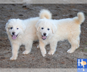 Great Pyrenees Litter for sale in ELLENBORO, NC, USA