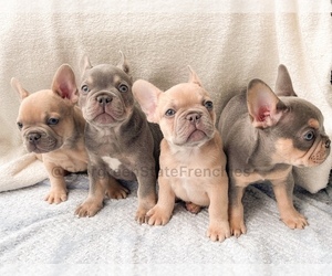French Bulldog Litter for sale in FERNDALE, WA, USA