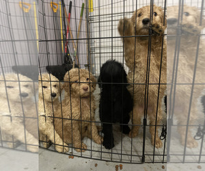 Double Doodle Litter for sale in EL PASO, TX, USA