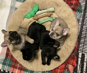 French Bulldog Litter for sale in EMORY, TX, USA