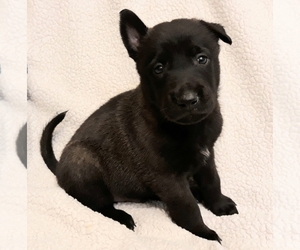 Belgian Malinois Litter for sale in CORNING, CA, USA