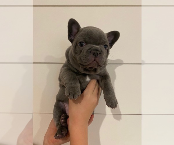 Medium Photo #1 French Bulldog Puppy For Sale in SANTA ROSA, CA, USA