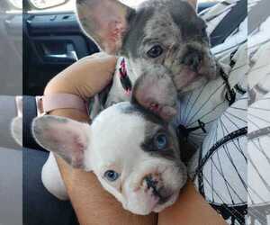French Bulldog Litter for sale in DORAL, FL, USA