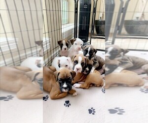 Boxer Litter for sale in SUGAR LAND, TX, USA
