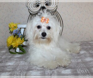 Havanese Litter for sale in CAMPBELL, TX, USA