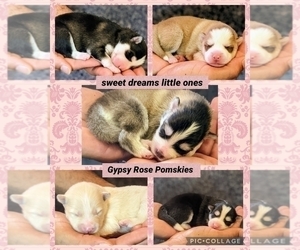 Pomsky Litter for sale in ROCHESTER, MN, USA