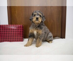 Bernedoodle Litter for sale in NAVARRE, OH, USA