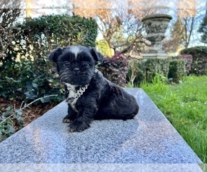 Shih Tzu Litter for sale in HAYWARD, CA, USA