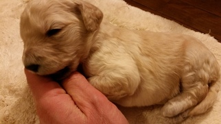 Goldendoodle Litter for sale in NORTH ANDOVER, MA, USA