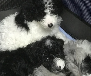 Sheepadoodle Litter for sale in CRESTVIEW, FL, USA