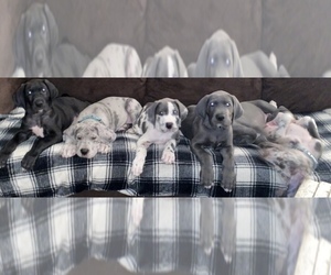 Great Dane Litter for sale in WILLIAMSFIELD, OH, USA