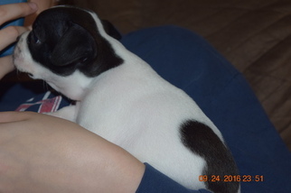Boston Terrier Litter for sale in LUCK, WI, USA