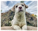 Small Photo #1 Siberian Husky-Staffordshire Bull Terrier Mix Puppy For Sale in PORTLAND, OR, USA