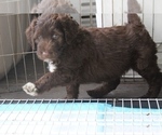 Small Photo #1 Bordoodle Puppy For Sale in JACKSONVILLE, FL, USA