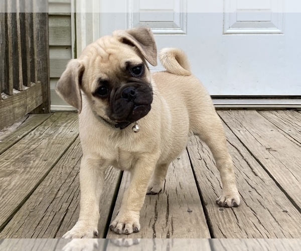 Medium Photo #1 Puggat Puppy For Sale in VICTORIA, VA, USA