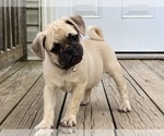 Small Photo #1 Puggat Puppy For Sale in VICTORIA, VA, USA