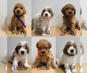 Cockapoo Litter for sale in LEOLA, PA, USA