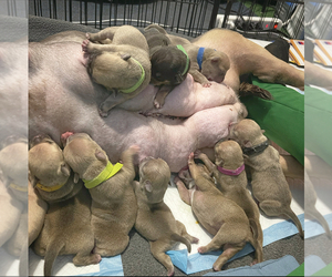 American Bully Litter for sale in MIDWAY, FL, USA