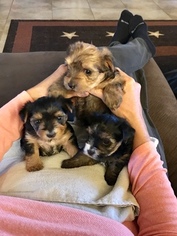 Yorkshire Terrier Litter for sale in LA VERNIA, TX, USA