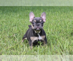 French Bulldog Litter for sale in AUBURNDALE, FL, USA