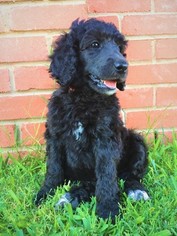 Poodle (Standard) Litter for sale in WICHITA FALLS, TX, USA