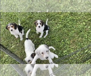 Beagle-Poodle (Toy) Mix Litter for sale in APPLE CREEK, OH, USA