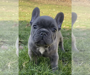 French Bulldog Litter for sale in WEXFORD, PA, USA