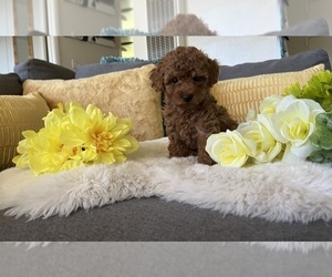 Maltipoo Litter for sale in FAIRFIELD, CA, USA