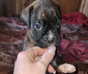 Boxer Litter for sale in SPRINGFIELD, OH, USA