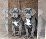 Small Cane Corso