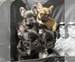 French Bulldog Litter for sale in MARSHALL, MO, USA