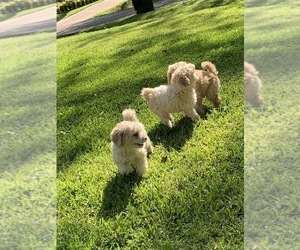 Poodle (Standard) Litter for sale in JACKSON, MS, USA