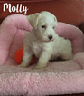Small Photo #1 Schnauzer (Miniature) Puppy For Sale in COLORADO SPRINGS, CO, USA