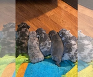 French Bulldog Litter for sale in WESTERVILLE, OH, USA