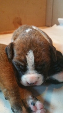 Medium Photo #1 Boxer Puppy For Sale in SAYRE, PA, USA