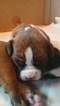Small Photo #1 Boxer Puppy For Sale in SAYRE, PA, USA